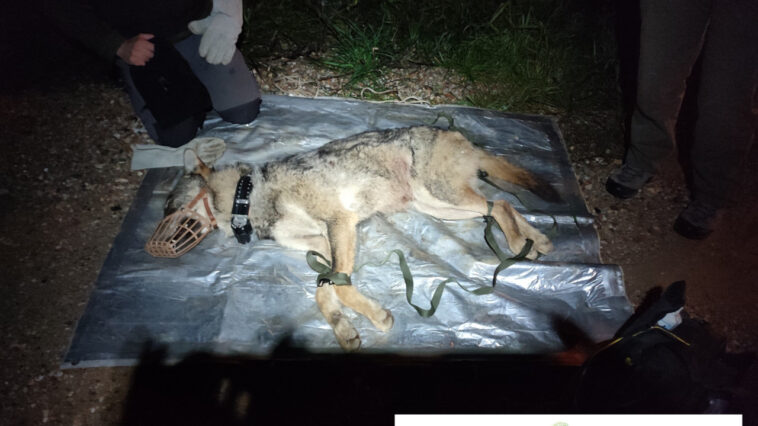 «Συνελήφθη» λύκος που είχε εγκλωβιστεί σε έκταση που ανήκει στην αστυνομία - Απελευθερώθηκε στους πρόποδες της Πάρνηθας